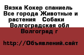 Вязка Кокер спаниель - Все города Животные и растения » Собаки   . Волгоградская обл.,Волгоград г.